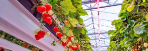 Cultivo de frutas con LED