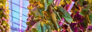 Luces LED para el cultivo de verduras