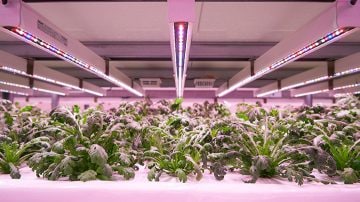 Invernadero Delicious