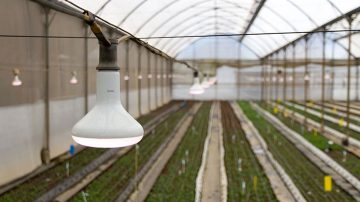 Plantas en arriates Florensis