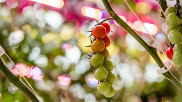Tomates cosechados en Gull Valley Greenhouses