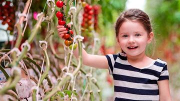 El invernadero de Brookberries cultiva fresas a lo largo de todo el año