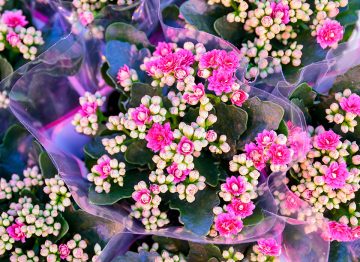 Tiempo de comercialización rápido